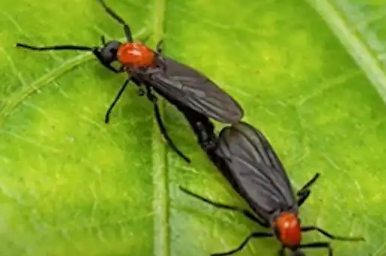 韓國首爾“愛情蟲”爆發(fā)