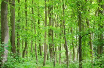 靜之湖私屬森林公園