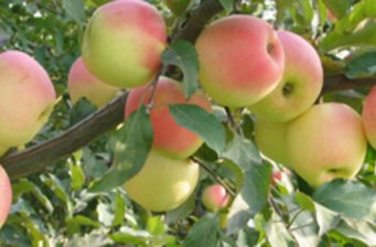 農科院林果研究所