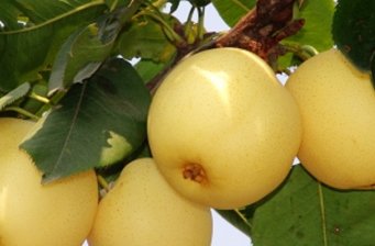 北京金綠園觀光采摘園