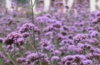 紫海香堤香草樂園