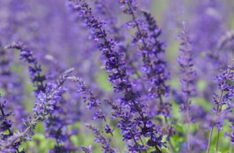 紫海香堤香草藝術(shù)莊園