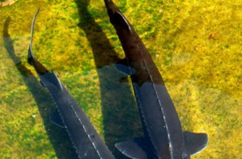 長江珍稀魚類保護區