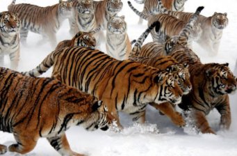 橫道東北虎林園