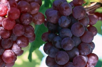 楊凌現代農業創新園