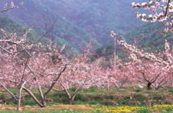 枝江萬畝桃花源