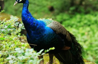 本溪環城森林公園