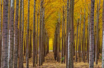 長坡嶺林場風災遺址