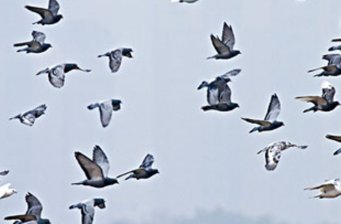 廣東南澳候鳥省級自然保護區