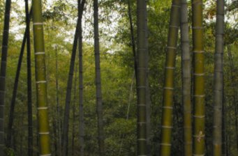 潛山國家森林公園