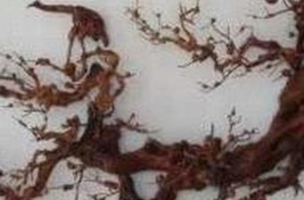 中華吉祥龍文化園