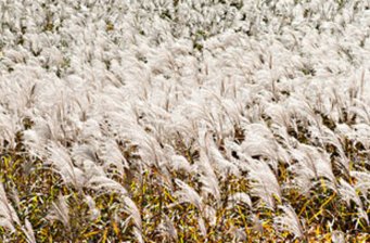 大蘆花景區(qū)