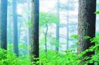 五營森林公園松鄉(xiāng)橋