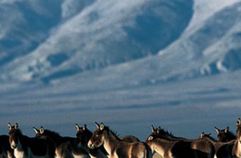 可可西里*自然保護區