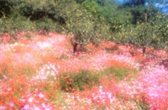 武陵森林游樂區