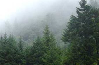 大河壩森林公園