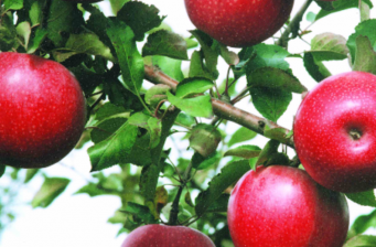 陜西省苗木繁育中心