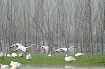 回春河景區(qū)